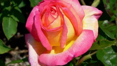 Photo of Significa rosas cor de rosa