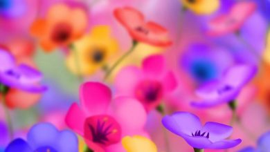 Photo of Símbolos e significados de flores