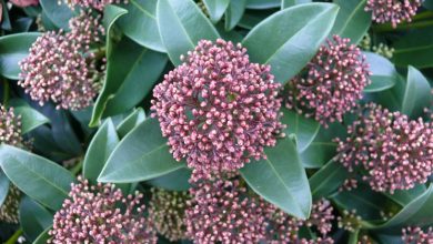 Photo of Skimmia