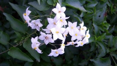 Photo of Solanum capsicastrum