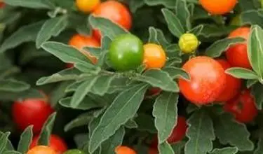 Photo of Solanum