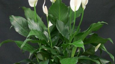 Photo of Spathiphyllum