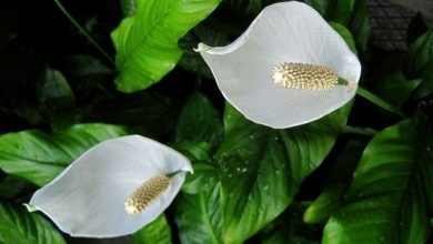 Photo of Cuidado Spathiphyllum