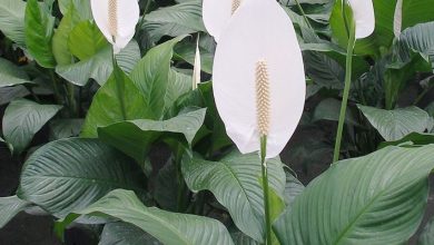 Photo of Spathiphyllum