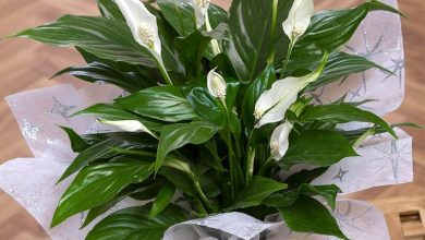 Photo of Spathiphyllum