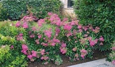 Photo of Spiraea japonica