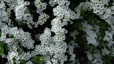 Photo of Spiraea