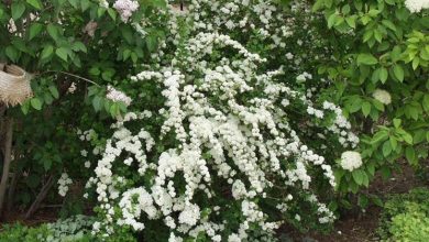 Photo of Spirea