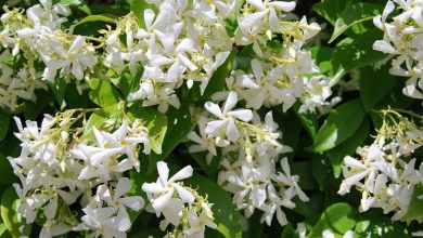 Photo of Stephanotis