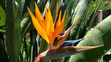 Photo of Strelitzia