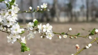 Photo of Ameixa – Prunus domestica Prunus salicina