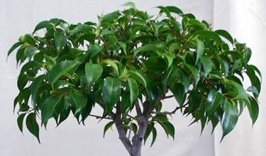 Photo of Corte de ficus benjamin