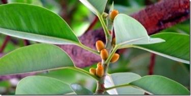 Photo of Corte de Ficus elastica