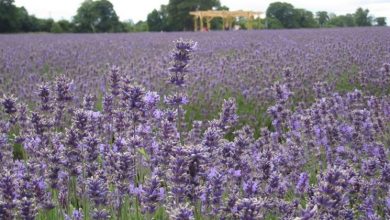 Photo of Corte de lavanda