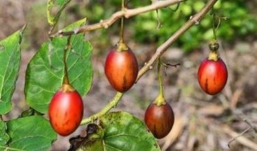 Photo of Tamarillo – Cyphomandra betacea