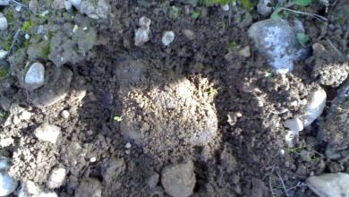 Photo of Terreno calcareo