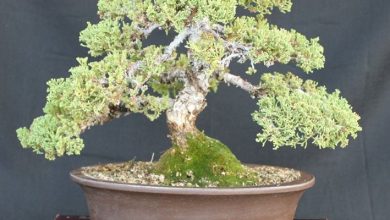 Photo of Solo de bonsai