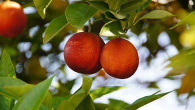 Photo of Solo para frutas cítricas