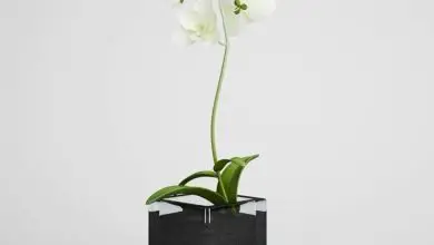 Photo of Solo para orquídeas