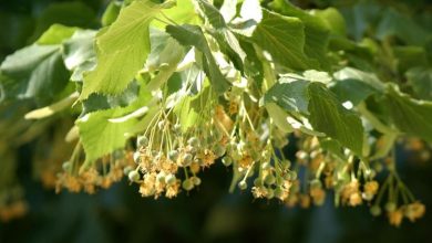 Photo of Tilia tomentosa tintura madre