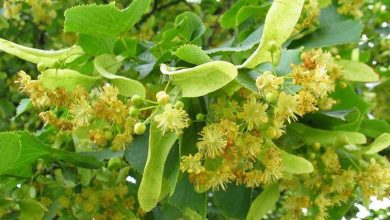 Photo of Tilia tomentosa