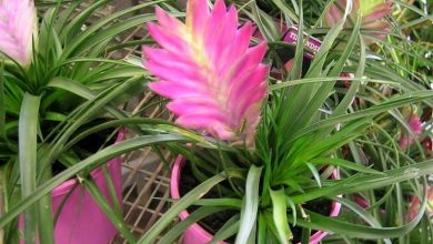 Photo of Tillandsia cyanea