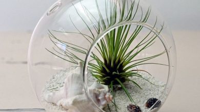 Photo of Tillandsia