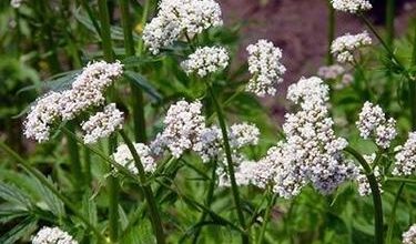 Photo of Valeriana tintura mãe