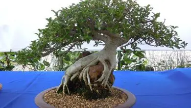 Photo of Tipos de bonsai