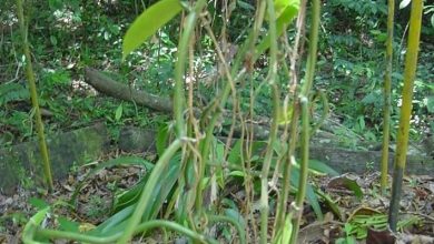 Photo of Tipos de orquídeas