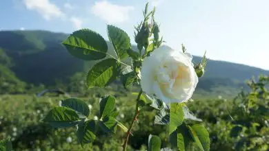 Photo of Tipos de rosas