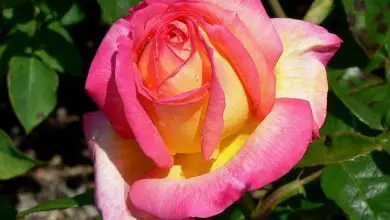 Photo of Tipos de rosas