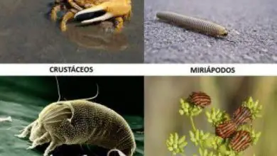 Photo of Diferença entre ácaros e insetos: O que eu tenho em meu erro de planta?