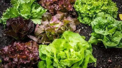 Photo of Alface: nutrientes, benefícios e tipos diferentes Saúde Deste folhoso vegetal verde