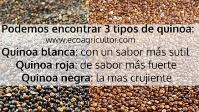 Photo of Ou Quinoa Quinoa: propriedades dos alimentos e Deste lucro líquido