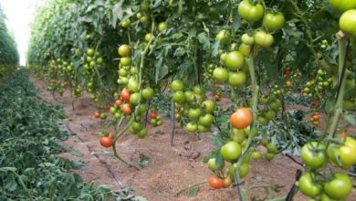 Photo of Podar um tomate e remover Chupetas passo a passo: Dicas