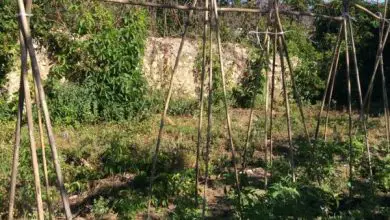 Photo of Como mover de um jardim convencional para uma horta orgânica