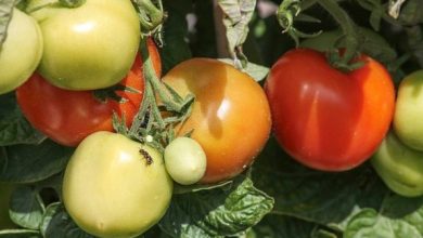 Photo of Pragas e doenças do tomate: Guia completo com fotos e dicas