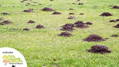 Photo of MOLES: remédios ecológicos para afastar esta imagem Praga dois Pomares e jardins