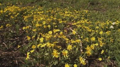 Photo of Cultivo de alcachofra de Jerusalém