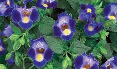 Photo of Torenia