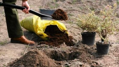 Photo of Transplante de plantas