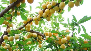 Photo of Tratamentos de plantas frutíferas