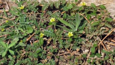 Photo of Tribulus terresteris