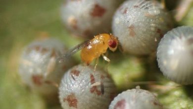 Photo of Trichogramma: Vespas benéfica para o controlo biológico de pragas