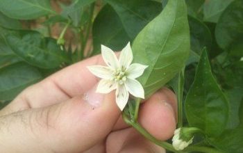 Photo of Erros nas flores de plantas: elas são e como combatê-los