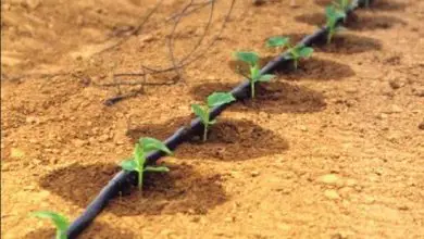 Photo of Irrigação por gotejamento na horta | Vantagens e como instalar