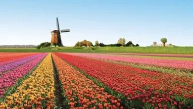 Photo of Fotos de tulipas