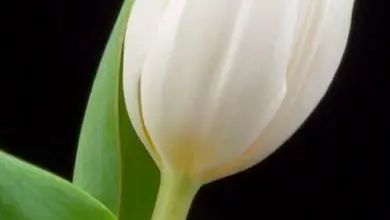 Photo of Significado de tulipa branca