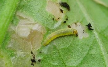 Photo of Tuta absoluta em tomate: Como remover com remédios caseiros